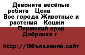 Девонята весёлые ребята › Цена ­ 25 000 - Все города Животные и растения » Кошки   . Пермский край,Добрянка г.